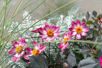 miniature variegated pink dahlias, ornamental grass, and dusty miller (senecio)