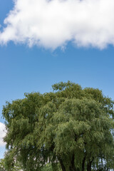 cloud, sky, and tree