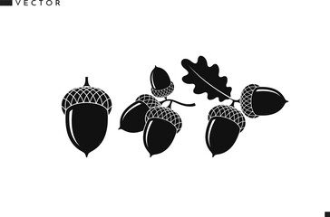 Abstract acorns. Oak branch vector. Isolated acorns on white background © Aleksei_7799