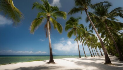 Obraz premium Coconut palms stretch towards the sky against a backdrop of azure blue sky and white sand.