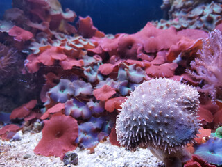 Corals in an aquarium. Toadstool Leather Coral in water against a background of various disco sea anemones