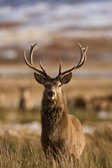 Red Deer stag (Cervus elaphus) in the highlands of Scotland, United Kingdom.
