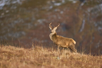 Red Deer stag (Cervus elaphus) in the highlands of Scotland, United Kingdom.
