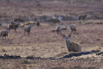 Red Deer stag (Cervus elaphus) in the highlands of Scotland, United Kingdom.