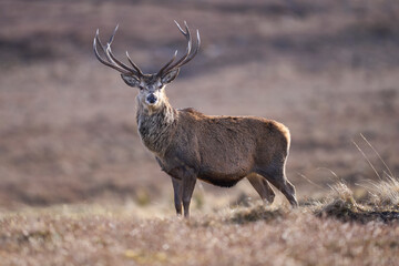 Red Deer stag (Cervus elaphus) in the highlands of Scotland, United Kingdom.