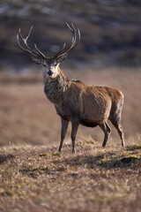 Red Deer stag (Cervus elaphus) in the highlands of Scotland, United Kingdom.