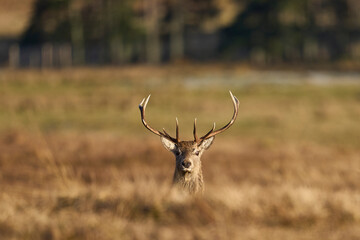 Red Deer stag (Cervus elaphus) in the highlands of Scotland, United Kingdom.