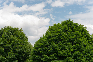 trees in the park, summertime