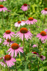 purple coneflowers in the garden