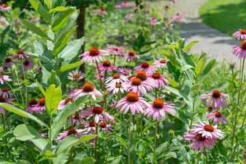 path in the garden with echinacea blossoms