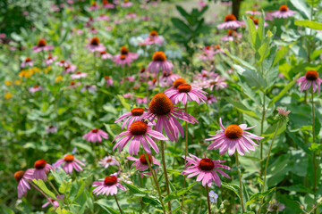 field of flowers in summer, featuring mostly echinacea blossoms