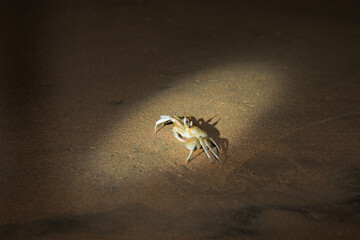 baby sea turtle goes to the water, towards ocean