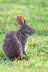 A very close-up shot of a wild rabbit eating a blade of grass. He has a nice lush green background.