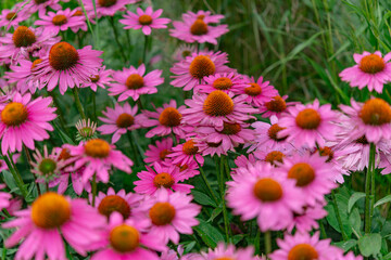 field of pink flowers
