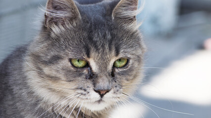 beautiful fluffy kitten. Tabby gray cat outdoors. beautiful kitten, grey cat. a homeless animal...