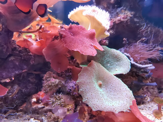 Bright algae and corals in the aquarium. Pink sea anemone and red discosoma in blue water