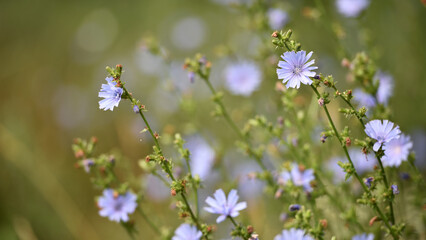 Chicory. beautiful meadow flower. Blue common chicory flower isolated on light blurred natural background. delicate blue wildflower close-up. nature macro photo. space for text. soft focus