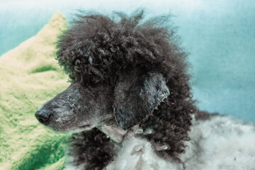 beautiful well-groomed gray and white poodle