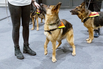 three german shepherd dogs