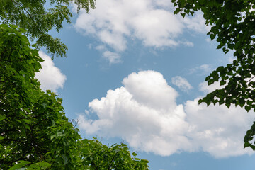 cloudy sky framed by trees in summer