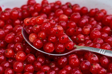 Red currant on green grass background in white cup, on the spoon