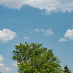 Obraz premium tree and sky