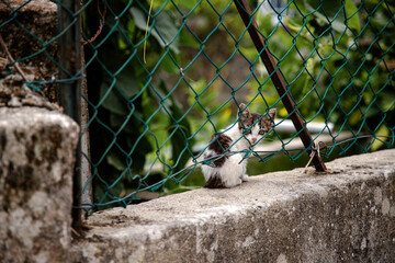 A small kitten perches on a concrete wall, peering curiously through a chain-link fence surrounded...