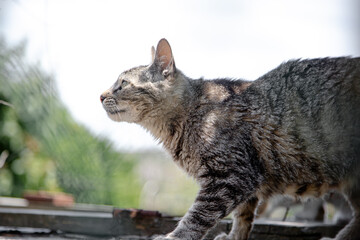 A tabby cat with a focused gaze moves gracefully outdoors, its fur highlighted by the sunlight. The vibrant green background enhances the natural beauty of this curious feline.