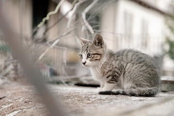 A curious kitten sits attentively on a ledge, surrounded by a blurred urban background, showcasing its striking green eyes and striped fur as it keenly observes its surroundings.