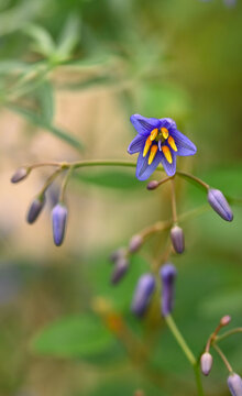 Beautiful close-up of dianella revoluta