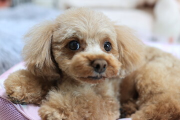 お家でくつろぐトイ・プードル