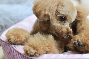 トイプードルの室内犬