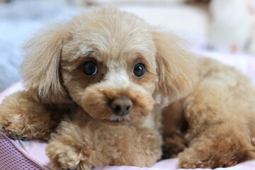 トイプードルの室内犬