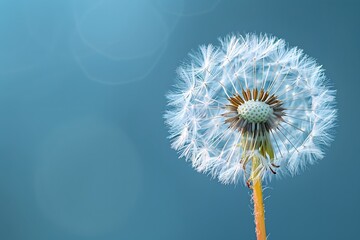 Delicate Dandelion Seed Head Against a Soft Blue Background