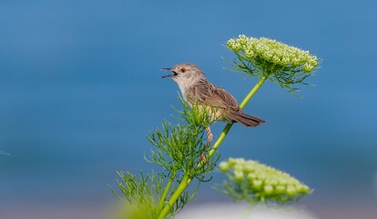 Delicate prinia (Prinia lepida) is a songbird living in the Southeastern region of Turkey. It is...