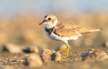Little Ringed Plover (Charadrius dubius) is a wetland bird common in Asia, Europe and Africa.