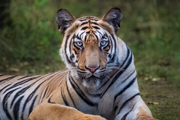 portrait of a bengal tiger