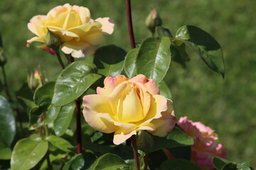 Sweden. The Peace rose, formally Rosa 'Madame A. Meilland', is a well-known and successful garden rose. By 1992, over one hundred million plants of this hybrid tea had been sold. 