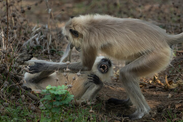 Obraz premium Moneky fight