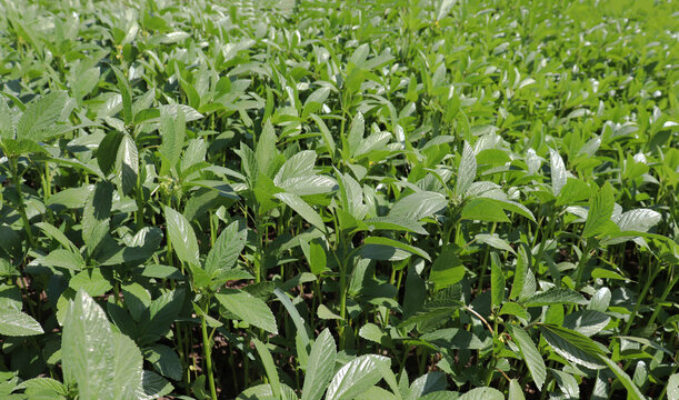 green leaves of Molokhia, a popular, nutrient-dense green soup or stew made from Corchorus olitorius leaves (Jute leaves)