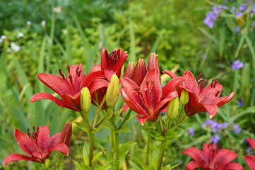 red lilies, flower after rain, blooming lilies, flower bed, lilies after rain, garden flowers, rain droplets, floral garden, vibrant lilies, nature after rain, moist flower, lily petals, blooming plan