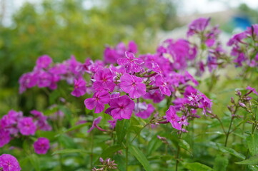 vegetable garden, flowerbed, phlox, garden plants, decorative flowers, gardening, nature, green area, summer day, landscape, picturesque view, garden, flowerbed in a vegetable garden, garden design, b