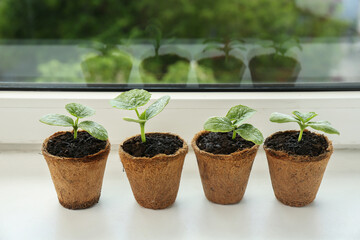 Many cucumber seedlings growing in pots on window sill