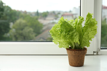 Lettuce growing in pot on window sill. Space for text