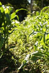 Beautiful plants with green leaves growing outdoors on sunny day