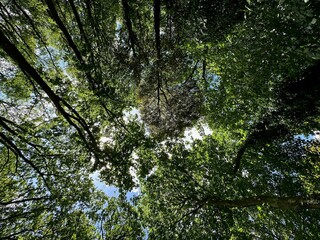 Beautiful trees with green leaves growing in park, bottom view