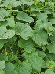 fresh green leaves of young cucumbers in the garden