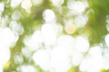 Bokeh background. Element of design, tree leaf bokeh for poster banner summer background
