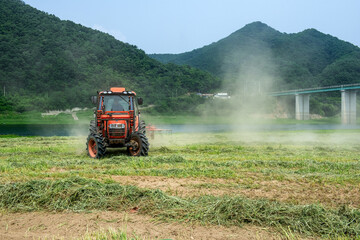 Fototapeta premium The harvester is harvesting the wheat field on summer.