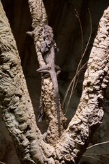 lizard on a tree